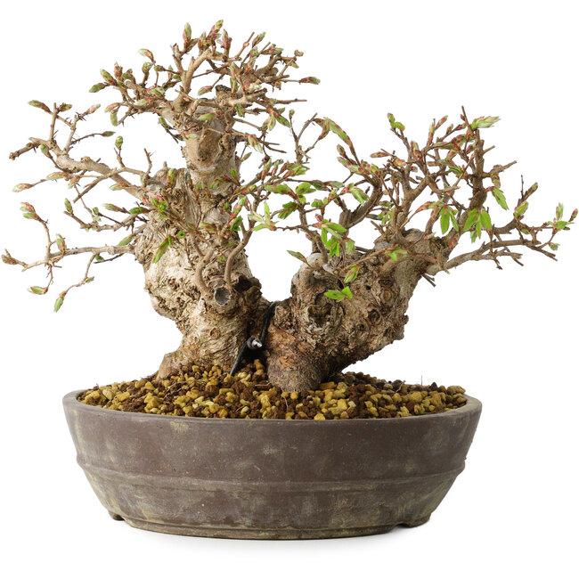 Carpinus coreana, 18 cm, ± 25 ans