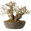 Carpinus coreana, 18 cm, ± 25 jaar oud