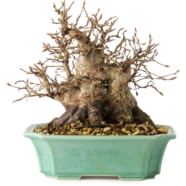 Carpinus coreana, 17 cm, ± 25 jaar oud