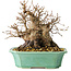 Carpinus coreana, 17 cm, ± 25 jaar oud