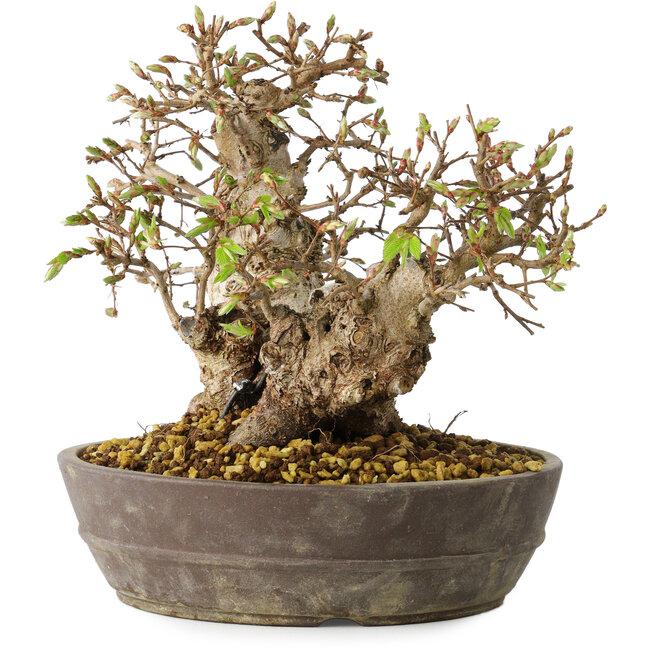 Carpinus coreana, 18 cm, ± 25 anni