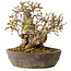 Carpinus coreana, 18 cm, ± 25 jaar oud