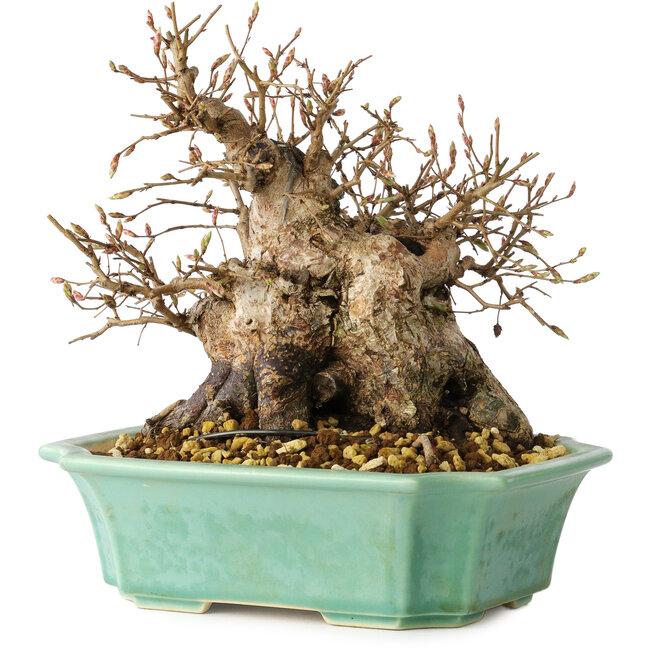 Carpinus coreana, 17 cm, ± 25 jaar oud