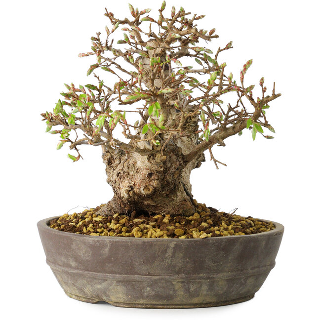 Carpinus coreana, 18 cm, ± 25 years old