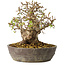 Carpinus coreana, 18 cm, ± 25 jaar oud