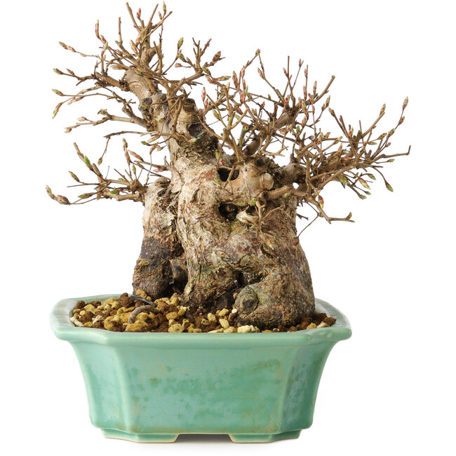 Carpinus coreana, 17 cm, ± 25 anni
