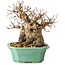 Carpinus coreana, 17 cm, ± 25 jaar oud