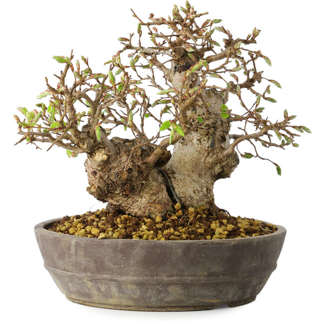 Carpinus coreana, 18 cm, ± 25 años