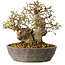 Carpinus coreana, 18 cm, ± 25 jaar oud