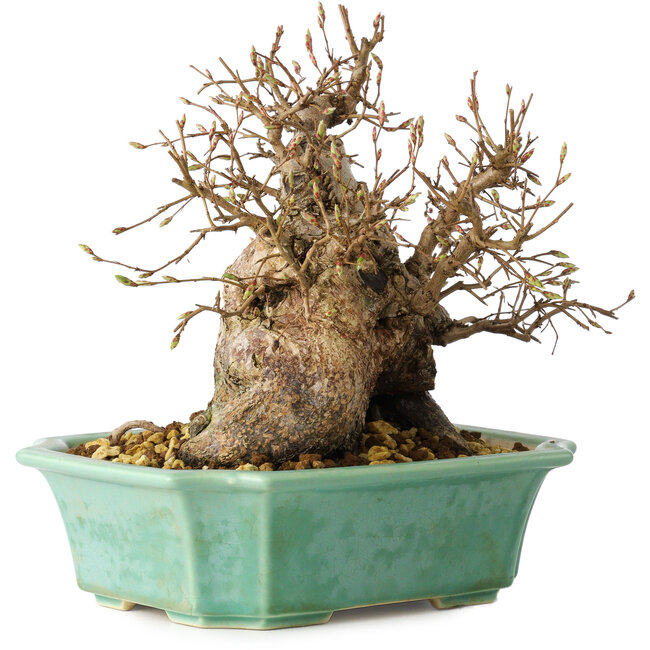 Carpinus coreana, 17 cm, ± 25 años