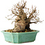 Carpinus coreana, 17 cm, ± 25 Jahre alt