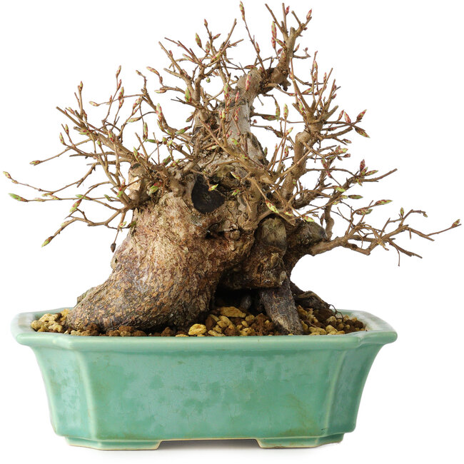 Carpinus coreana, 17 cm, ± 25 jaar oud