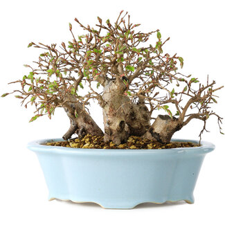 Carpinus coreana, 15 cm, ± 25 jaar oud