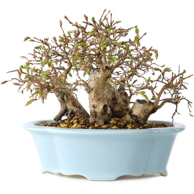 Carpinus coreana, 15 cm, ± 25 jaar oud