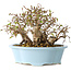 Carpinus coreana, 15 cm, ± 25 jaar oud