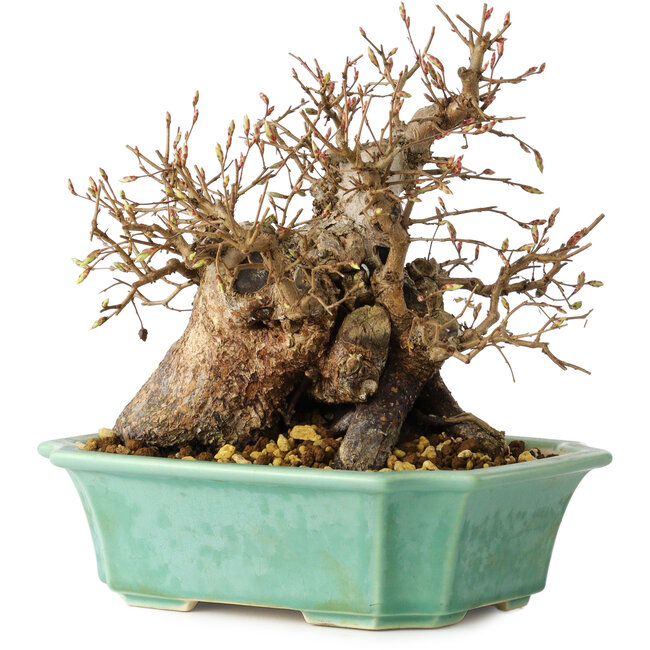 Carpinus coreana, 17 cm, ± 25 años