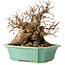 Carpinus coreana, 17 cm, ± 25 jaar oud