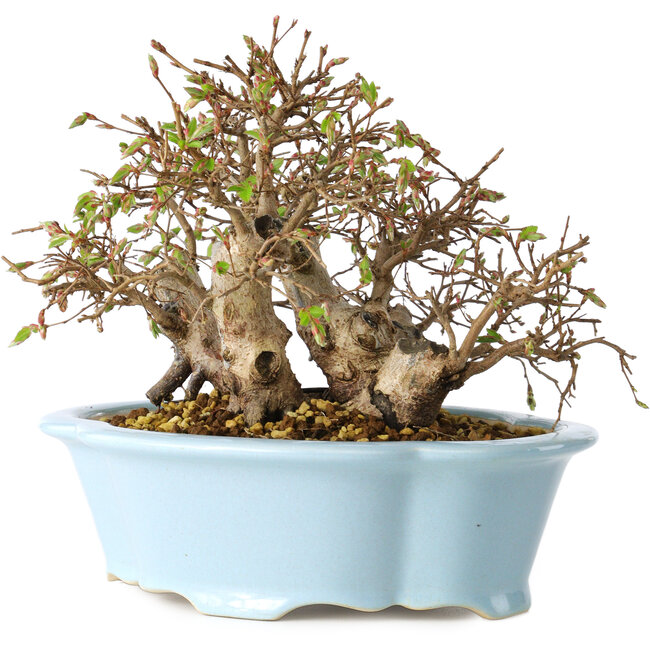 Carpinus coreana, 15 cm, ± 25 Jahre alt