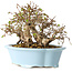 Carpinus coreana, 15 cm, ± 25 jaar oud
