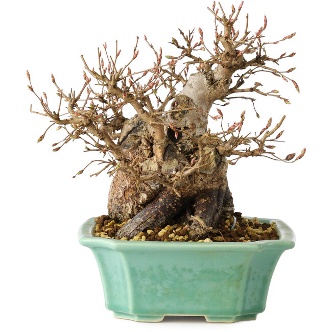 Carpinus coreana, 17 cm, ± 25 anni