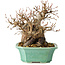Carpinus coreana, 17 cm, ± 25 jaar oud