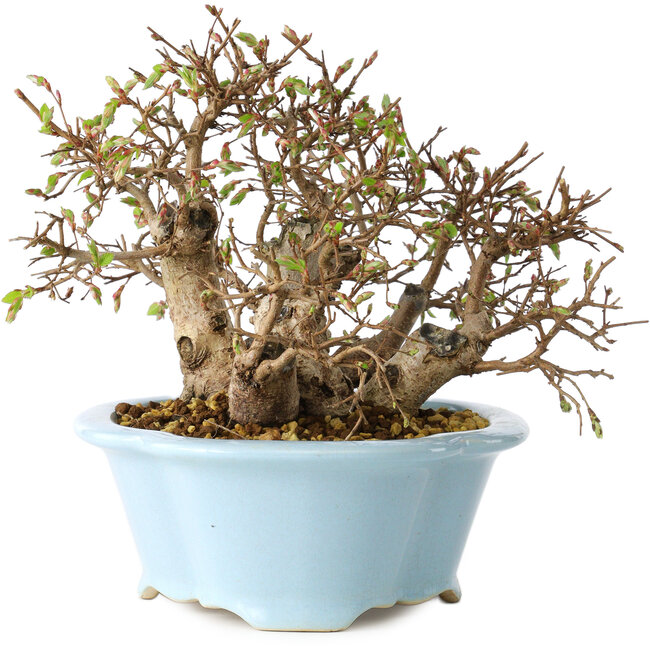 Carpinus coreana, 15 cm, ± 25 Jahre alt