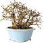 Carpinus coreana, 15 cm, ± 25 jaar oud
