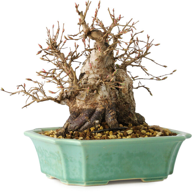 Carpinus coreana, 17 cm, ± 25 anni