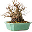 Carpinus coreana, 17 cm, ± 25 jaar oud
