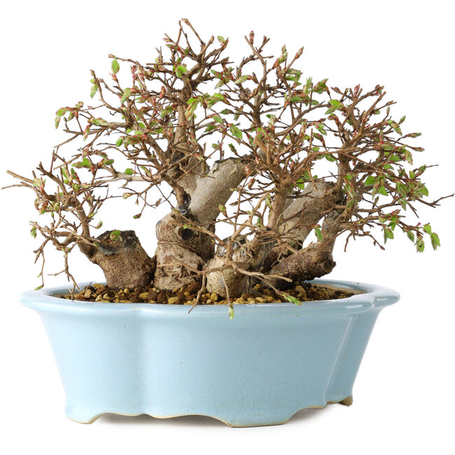 Carpinus coreana, 15 cm, ± 25 jaar oud