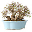 Carpinus coreana, 15 cm, ± 25 jaar oud