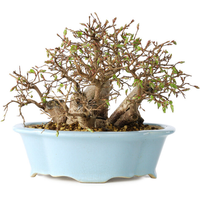 Carpinus coreana, 15 cm, ± 25 Jahre alt