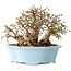 Carpinus coreana, 15 cm, ± 25 jaar oud