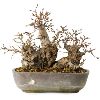 Carpinus coreana, 18 cm, ± 25 jaar oud