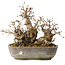 Carpinus coreana, 18 cm, ± 25 jaar oud