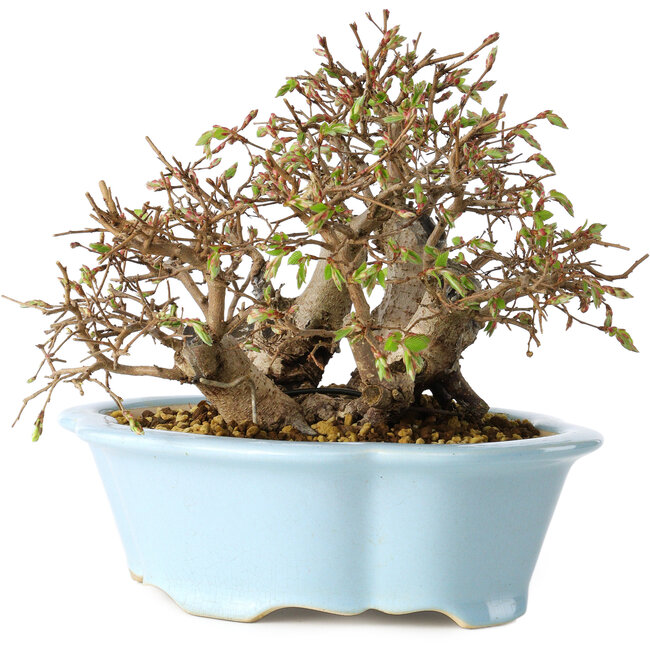 Carpinus coreana, 15 cm, ± 25 anni