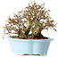 Carpinus coreana, 15 cm, ± 25 jaar oud