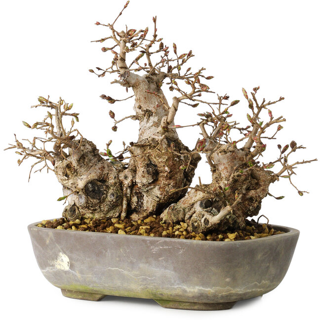 Carpinus coreana, 18 cm, ± 25 ans