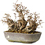 Carpinus coreana, 18 cm, ± 25 jaar oud