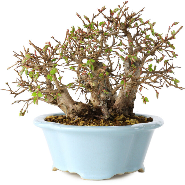 Carpinus coreana, 15 cm, ± 25 ans
