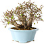 Carpinus coreana, 15 cm, ± 25 jaar oud