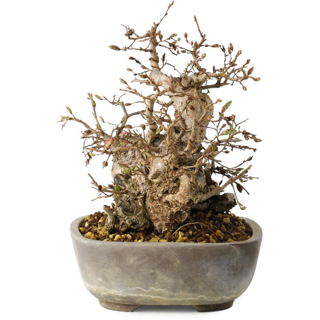 Carpinus coreana, 18 cm, ± 25 jaar oud