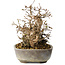 Carpinus coreana, 18 cm, ± 25 jaar oud