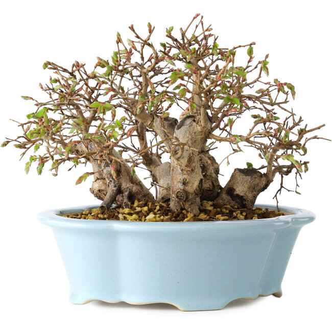 Carpinus coreana, 15 cm, ± 25 years old