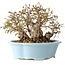 Carpinus coreana, 15 cm, ± 25 jaar oud