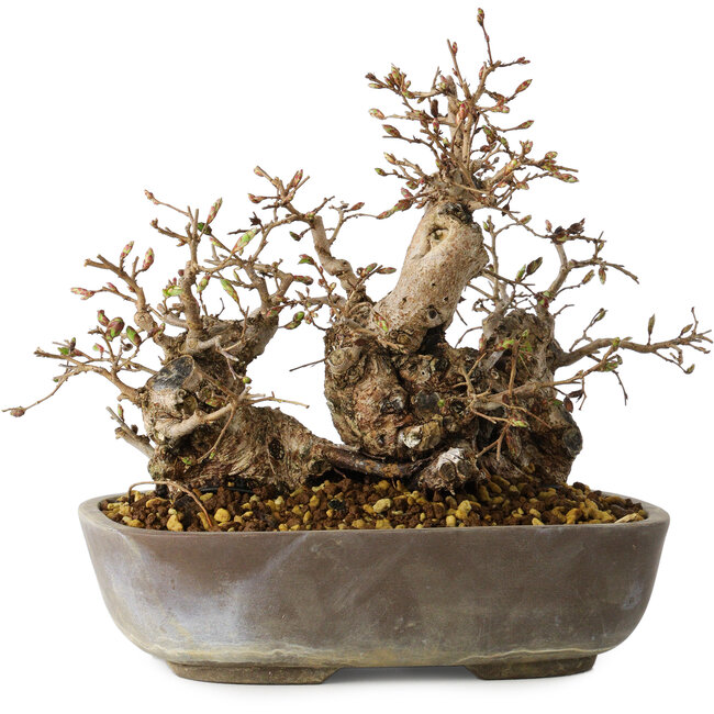 Carpinus coreana, 18 cm, ± 25 Jahre alt