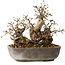 Carpinus coreana, 18 cm, ± 25 jaar oud