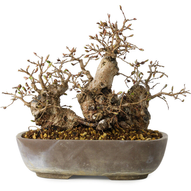 Carpinus coreana, 18 cm, ± 25 years old