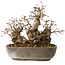 Carpinus coreana, 18 cm, ± 25 jaar oud
