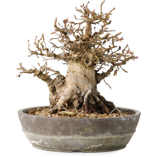 Carpinus coreana, 19 cm, ± 25 jaar oud